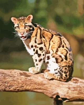 Cute Baby Clouded Leopard paint by number