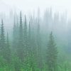 Green Trees In Fog Paint by number