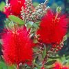 Red Bottle Brush Plants paint by number