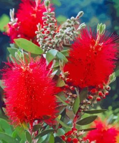 Red Bottle Brush Plants paint by number