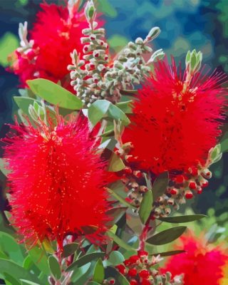 Red Bottle Brush Plants paint by number