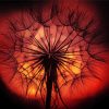 Sunset Dandelion Plant Silhouette paint by number