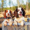 Two Spaniels paint by number