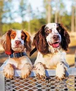 Two Spaniels paint by number