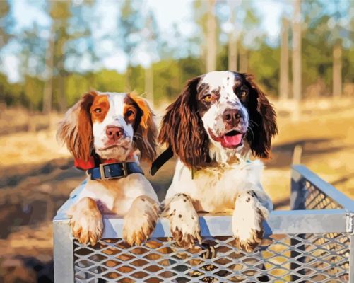 Two Spaniels paint by number