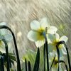 White Flowers In Rainy Spring Day paint by number