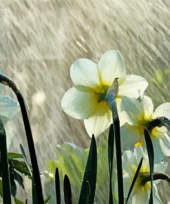 White Flowers In Rainy Spring Day paint by number