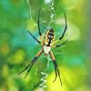 Yellow Garden Spider Paint by number