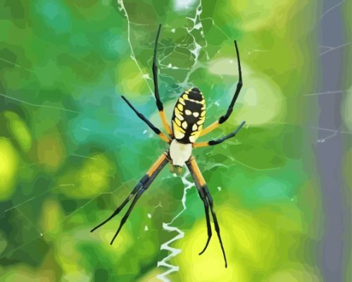 Yellow Garden Spider Paint by number