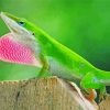 Anole Reptile Paint By Numbers