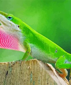 Anole Reptile Paint By Numbers