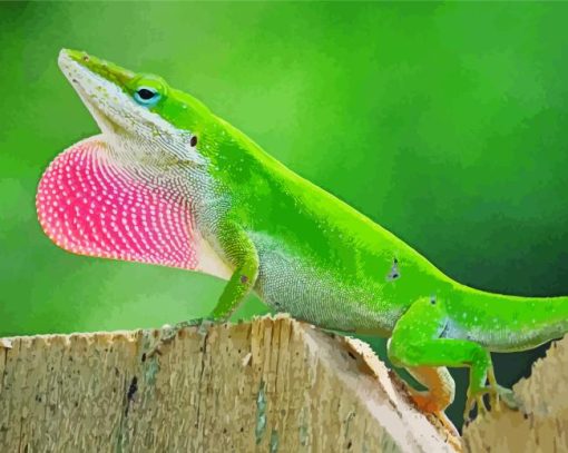 Anole Reptile Paint By Numbers