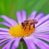 Bee On Purple Flower Paint By Numbers