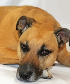 Beige Mountain Cur Playing On The Bed Paint By Numbers