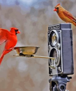 Birds And Camera Paint By Numbers