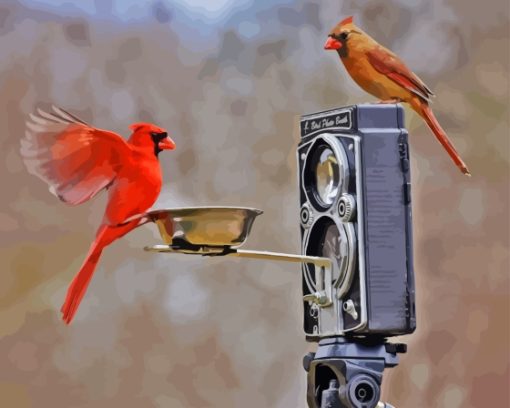 Birds And Camera Paint By Numbers