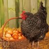 Black Chicken With Eggs Paint By Numbers