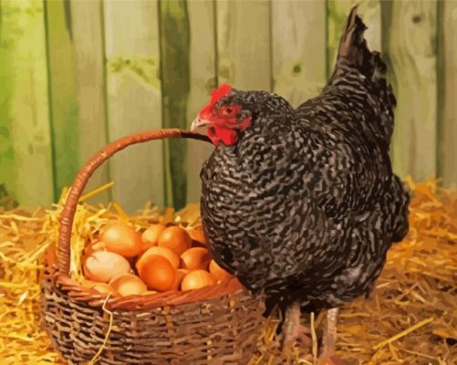 Black Chicken With Eggs Paint By Numbers