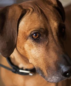 Close Up Brown Mountain Cur Paint By Numbers