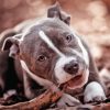 Close Up Grey American Bully Paint By Numbers