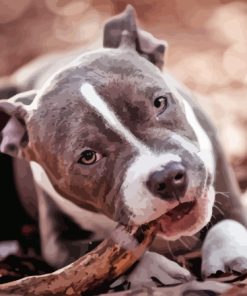 Close Up Grey American Bully Paint By Numbers