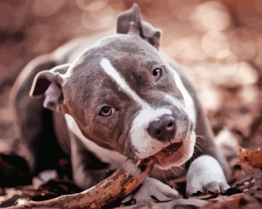 Close Up Grey American Bully Paint By Numbers