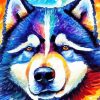 Colorful Alaskan Malamute Art Paint By Number