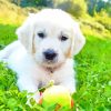 Cream Retriever Puppy Paint By Numbers