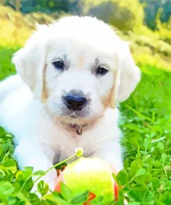 Cream Retriever Puppy Paint By Numbers