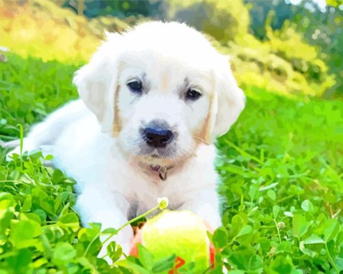 Cream Retriever Puppy Paint By Numbers