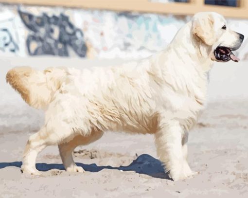 Cream Retriever Side View Paint By Numbers