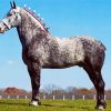 Grey Percheron Horse Paint By Numbers