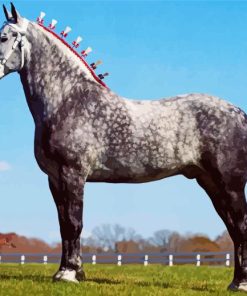 Grey Percheron Horse Paint By Numbers