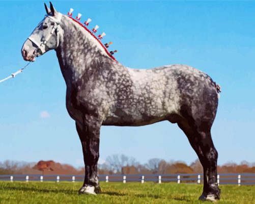 Grey Percheron Horse Paint By Numbers