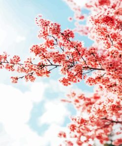 Sakura Tree Over Clouds Paint By Numbers