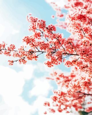 Sakura Tree Over Clouds Paint By Numbers