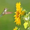 Sunflowers With Hummingbird Paint By Number