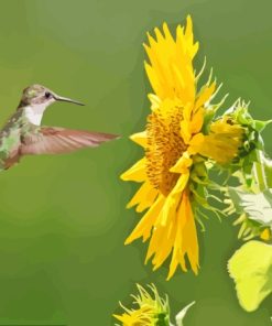 Sunflowers With Hummingbird Paint By Number