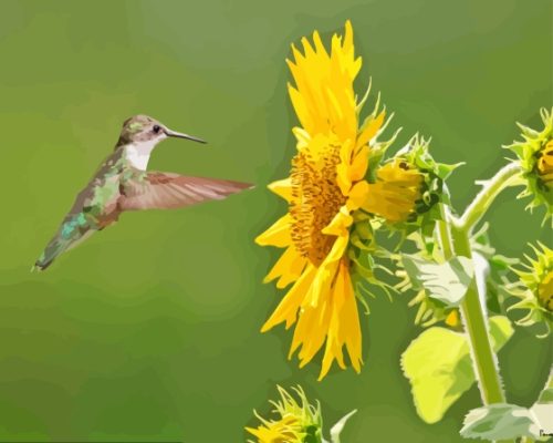 Sunflowers With Hummingbird Paint By Number