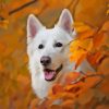 White Swiss Shepherd Dog Paint By Numbers