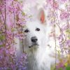 White Swiss Shepherd In Pink Flowers Paint By Numbers