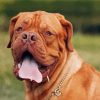 Brown French Mastiff Paint By Numbers