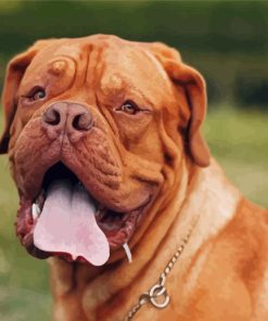 Brown French Mastiff Paint By Numbers