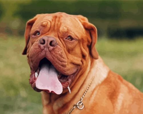 Brown French Mastiff Paint By Numbers