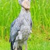 Nile Shoebill Paint By Numbers