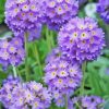 Primula Denticulata Purple Plant Paint By Numbers