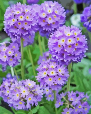 Primula Denticulata Purple Plant Paint By Numbers