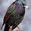 Starling Bird Paint By Numbers