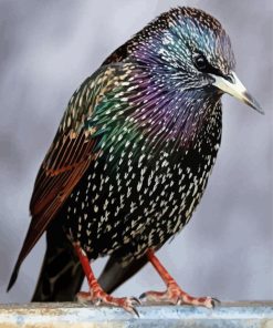 Starling Bird Paint By Numbers