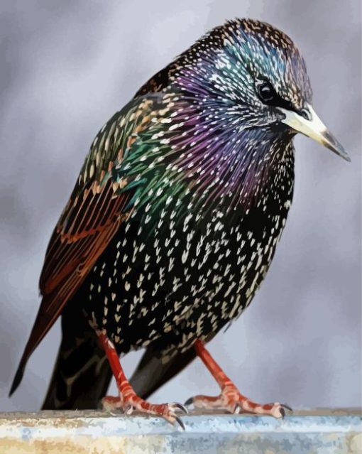 Starling Bird Paint By Numbers